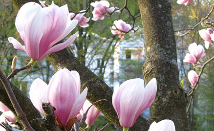 Magnolien © Gabriele Uebel